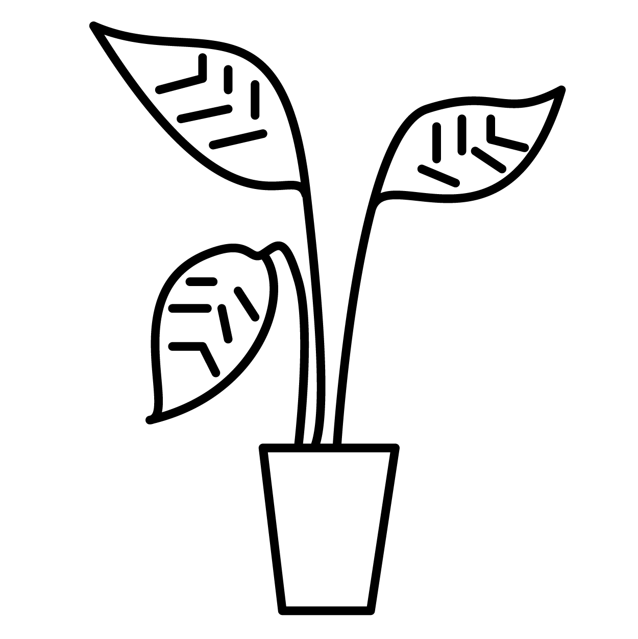 Houseplant